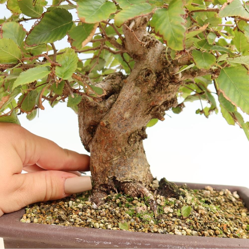 Venkovní bonsai -Carpinus CARPINOIDES - Habr korejský