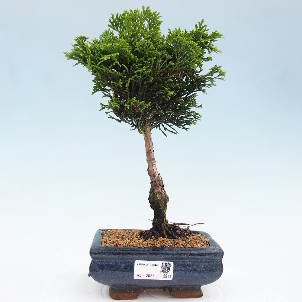 Venkovní bonsai - Cham.pis obtusa Nana Gracilis - Cypřišek