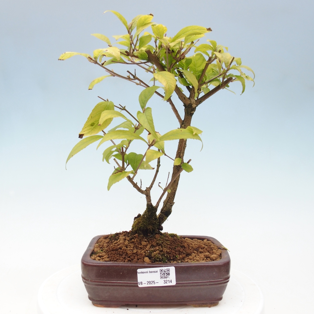 Venkovní bonsai - krásnoplodka - Callicarpa japonica