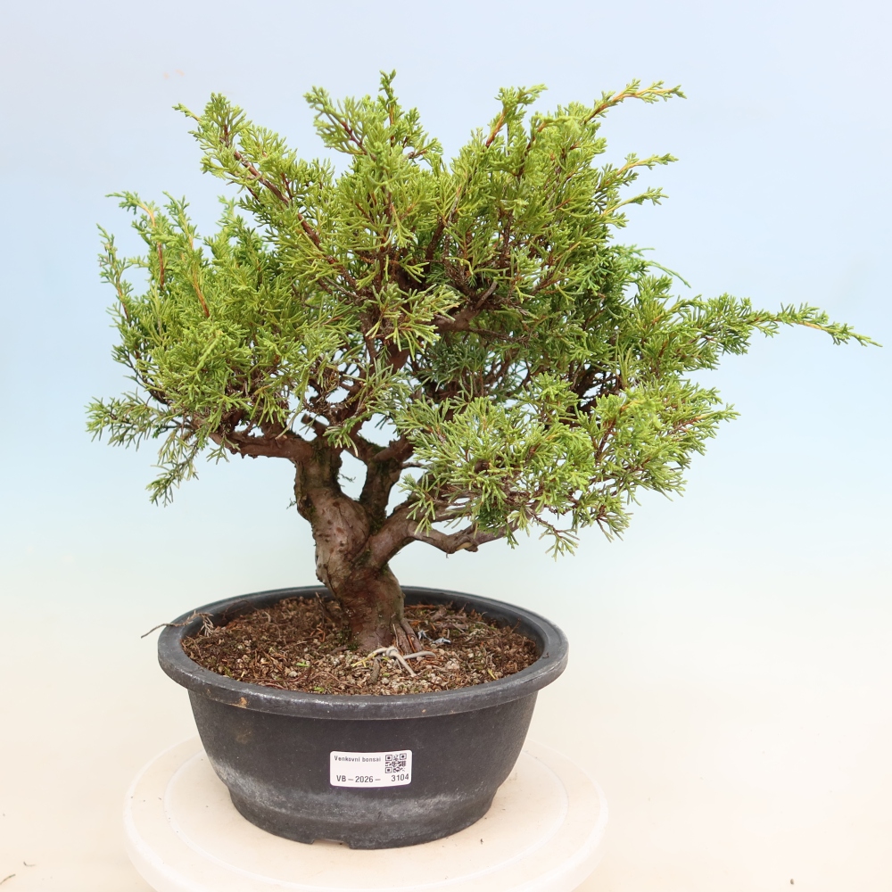 Venkovní bonsai - Juniperus chinensis Itoigawa-Jalovec čínský