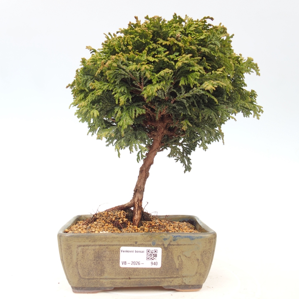 Venkovní bonsai - Cham.pis Parslori - Cypřišek