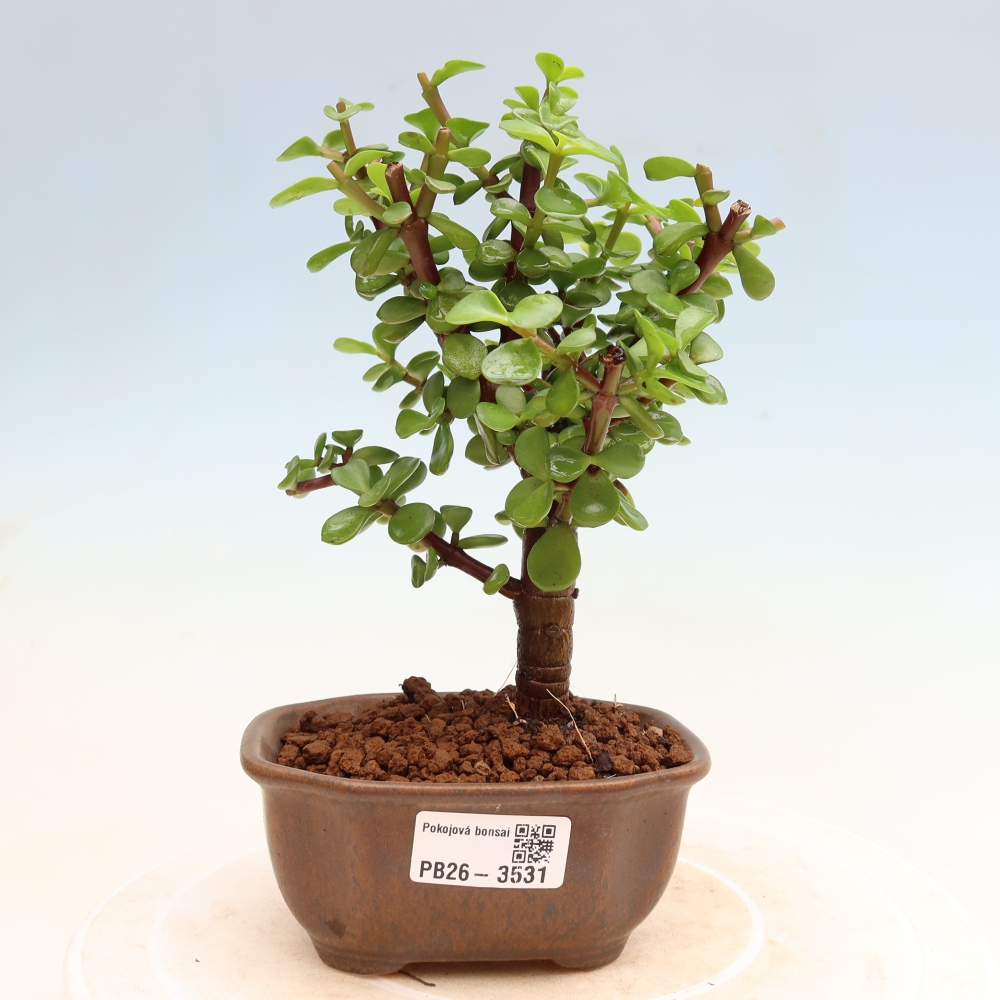 Pokojová bonsai - Portulakaria Afra - Tlustice