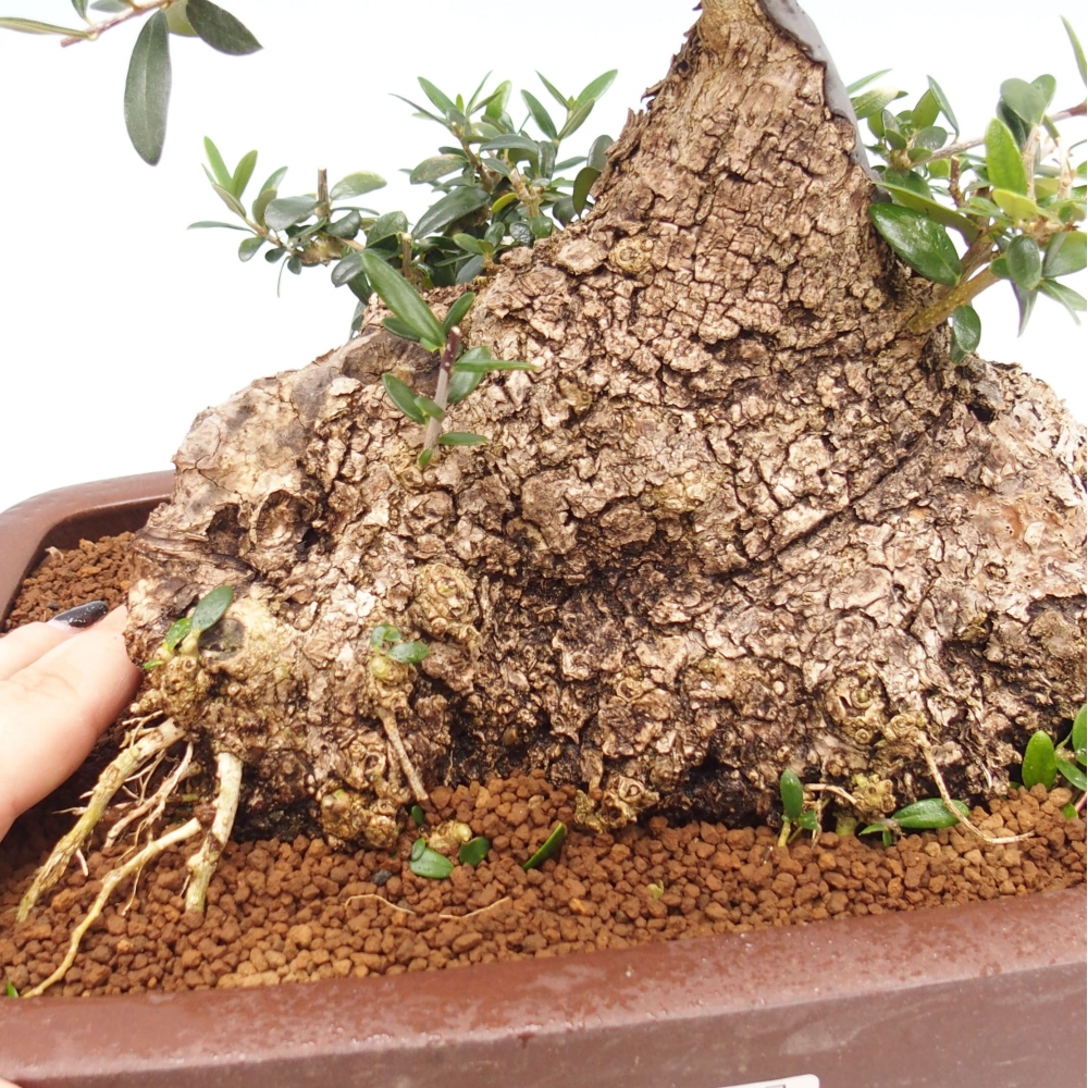 Pokojová bonsai - Olea europaea sylvestris -Oliva evropská drobnolistá