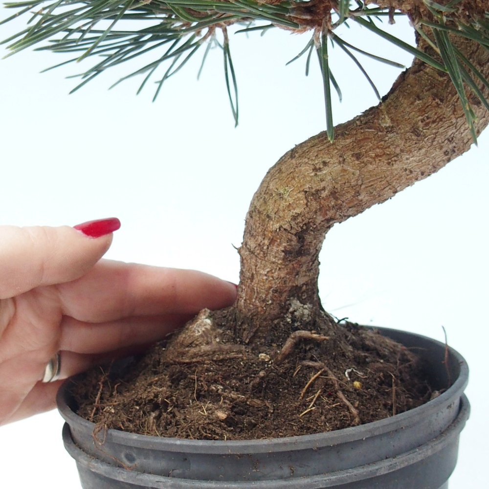 Venkovní bonsai - Pinus thunbergii senjyumaru - Borovice thunbergova
