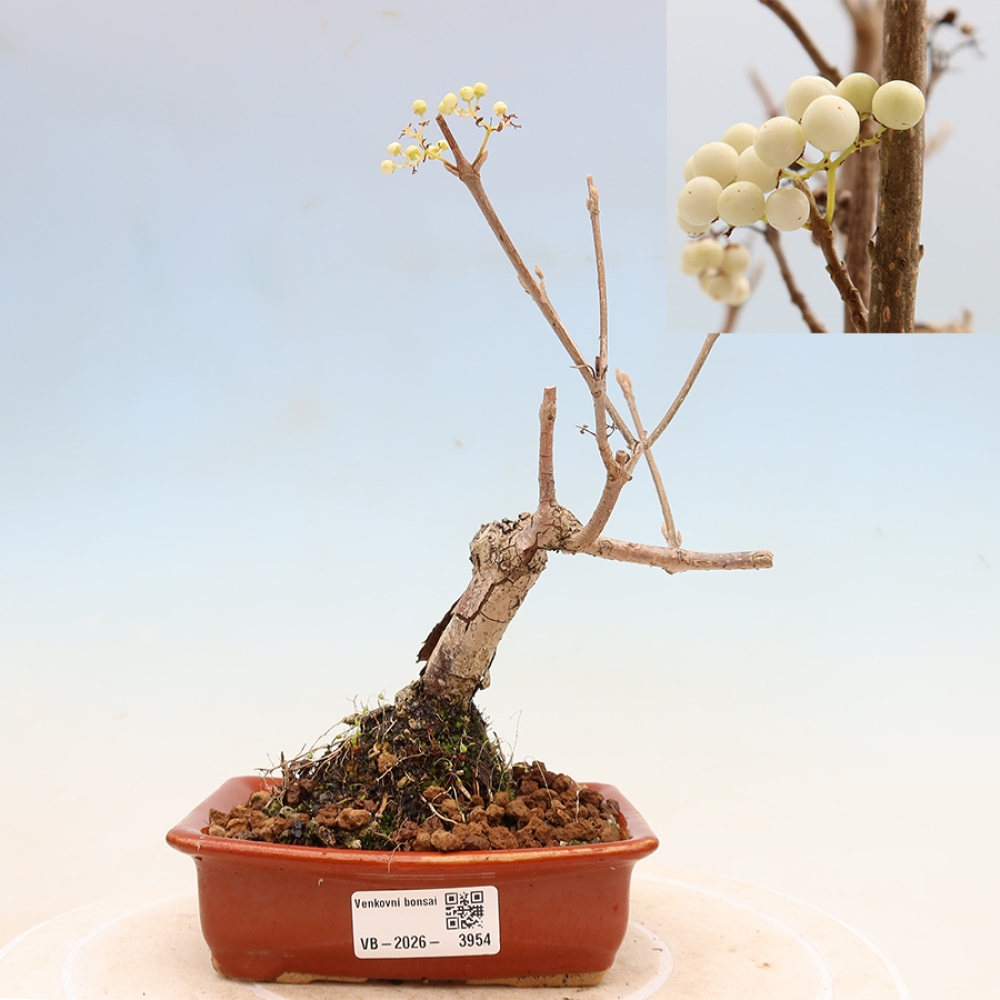 Venkovní bonsai -  Callicarpa bodinieri Snowqueen - Krásnoplodka