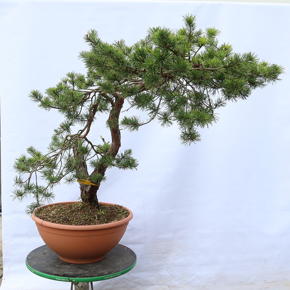 Pinus sylvestris Španělsko - borovice lesní