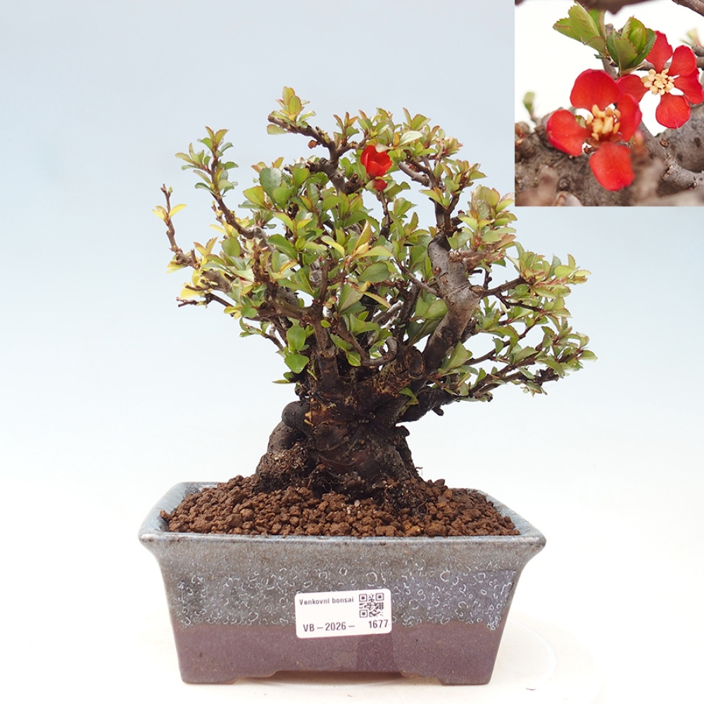 Venkovní  bonsai -  Chaneomeles speciosa - Kdoulovec ozdobný