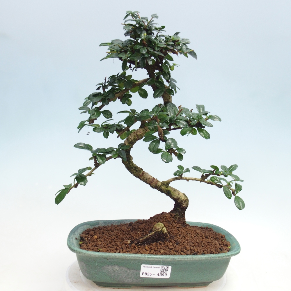 Pokojová bonsai - Carmona macrophylla - Čaj fuki