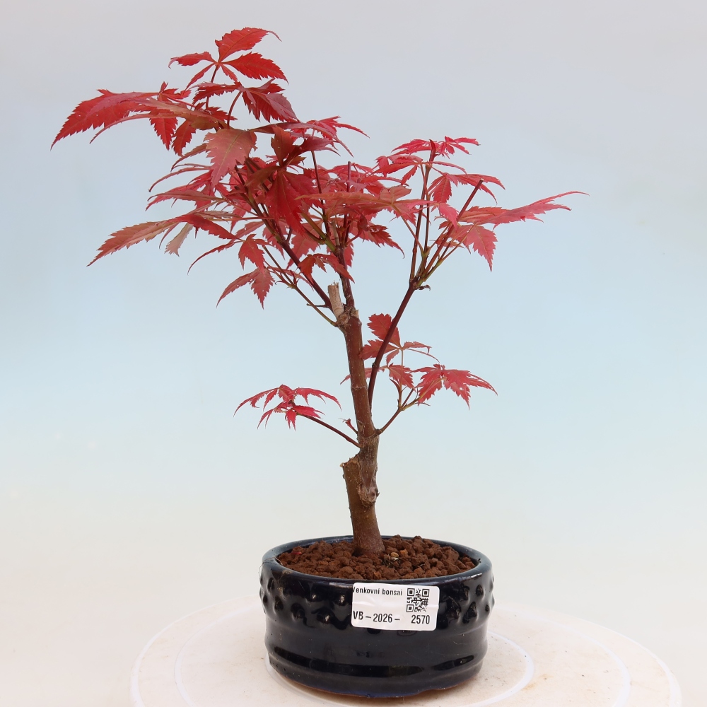 Venkovní bonsai - Acer palm. Atropurpureum-Javor dlanitolistý