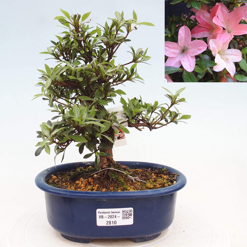Venkovní bonsai - Japonská azalka - Azalea Nikko