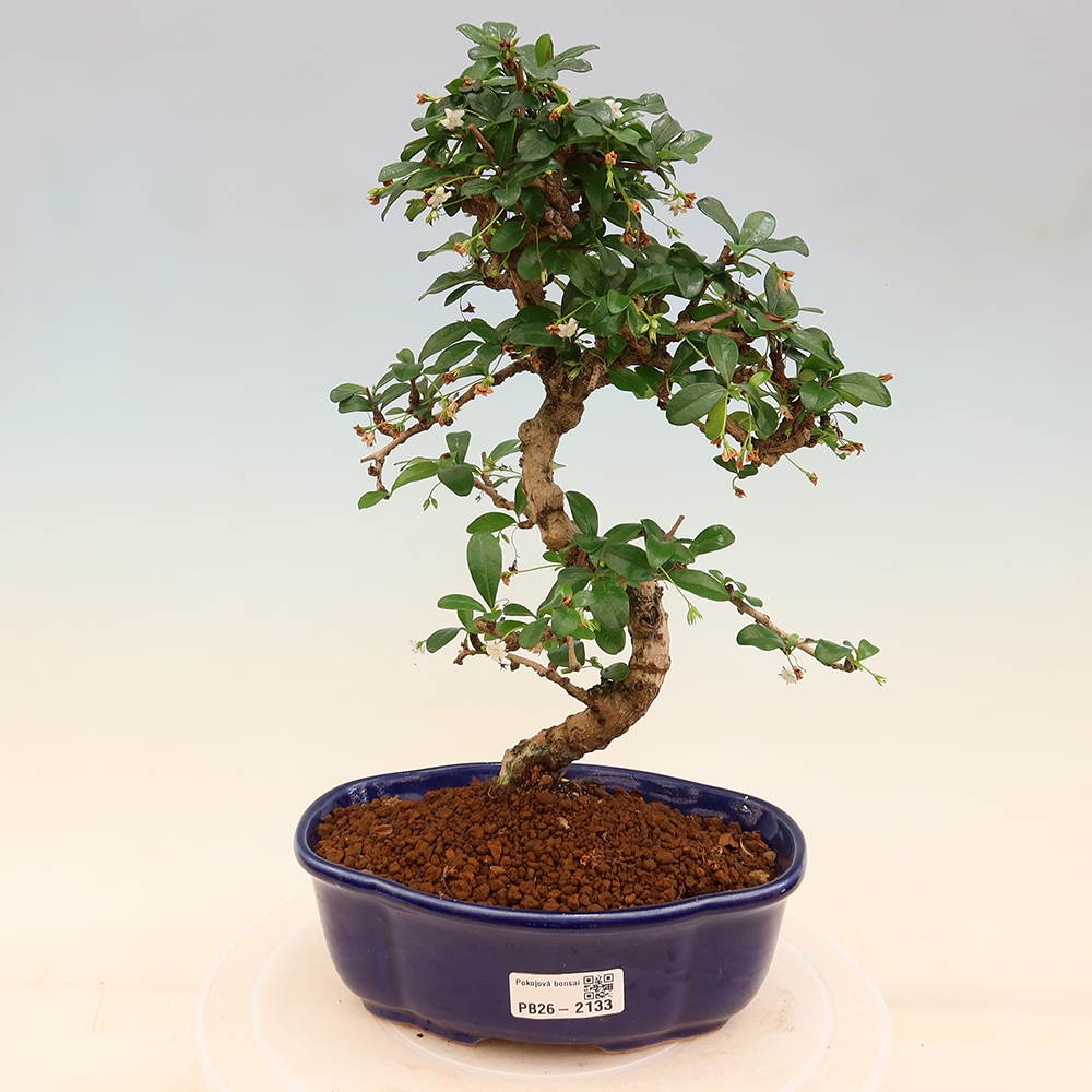 Pokojová bonsai - Carmona macrophylla - Čaj fuki