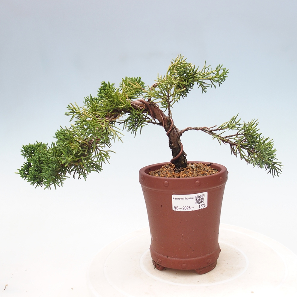 Venkovní bonsai - Juniperus chinensis Kishu -Jalovec čínský
