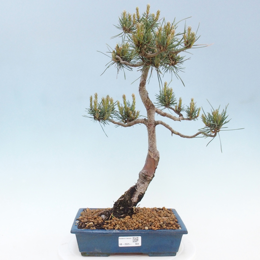 Venkovní bonsai - Pinus Sylvestris Watererri - Borovice lesní