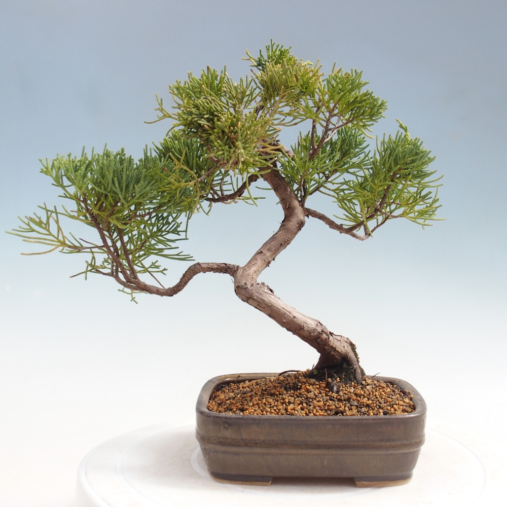 Venkovní bonsai - Juniperus chinensis Kishu -Jalovec čínský