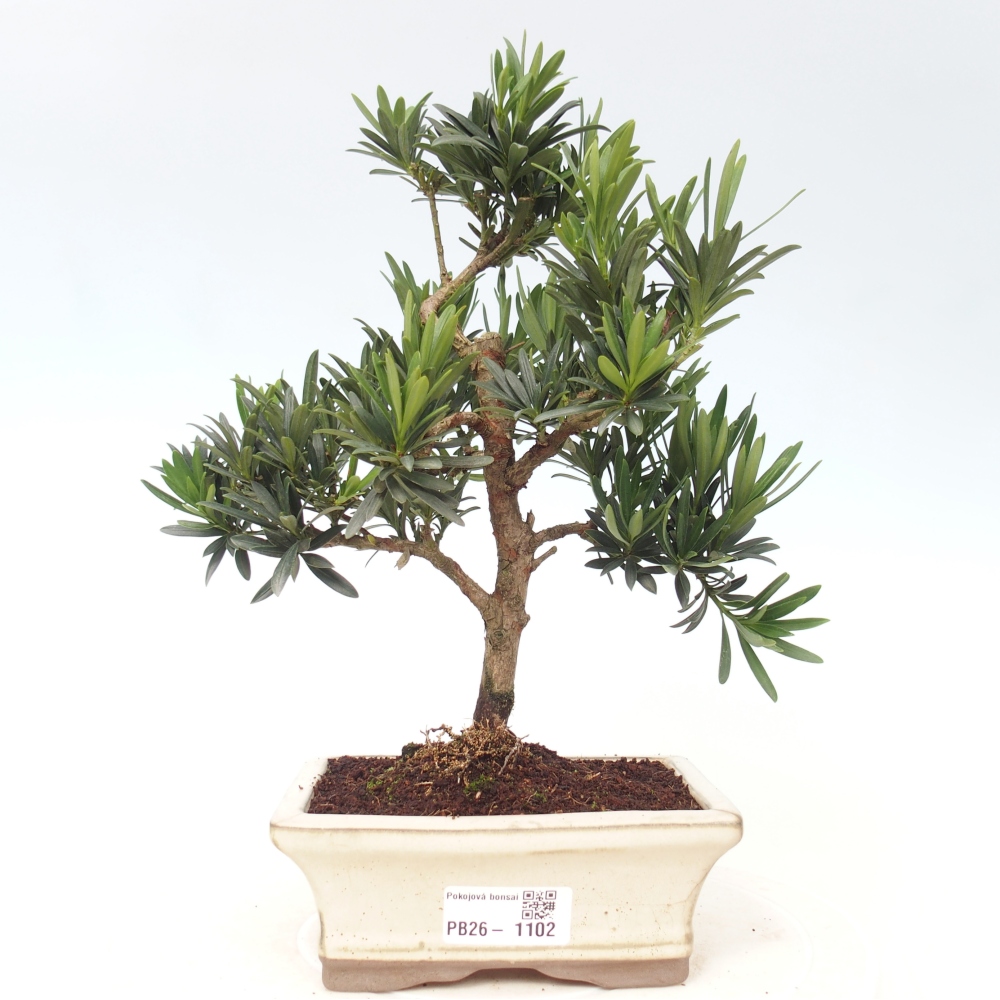 Pokojová bonsai - Podocarpus - Kamenný tis