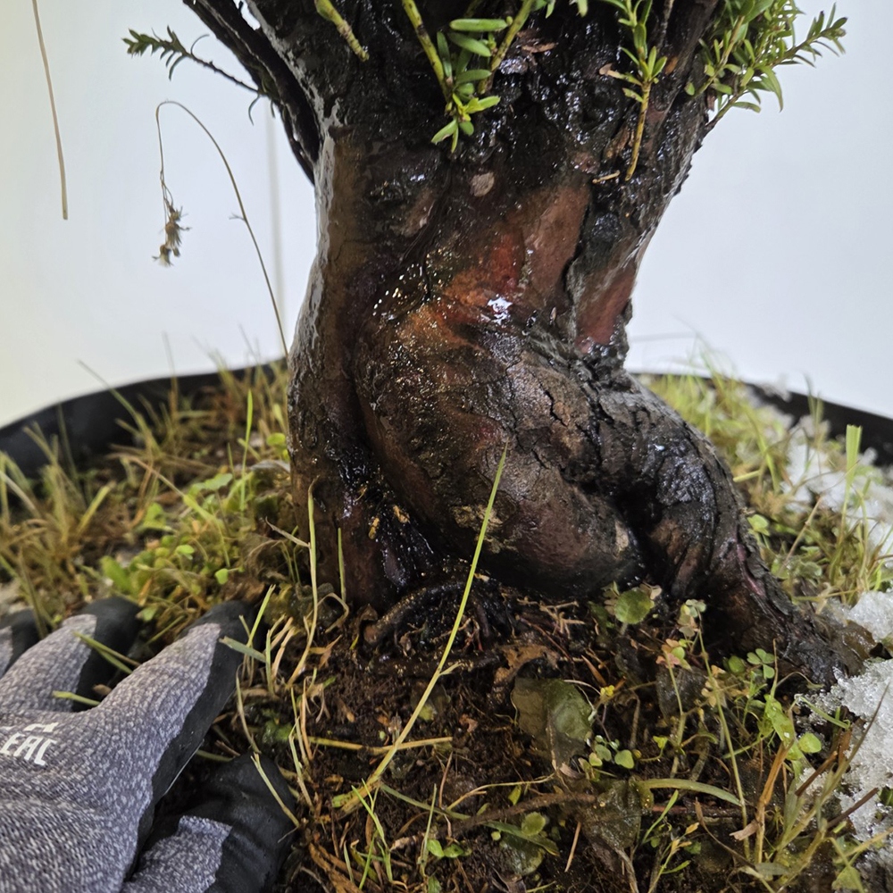 Venkovní bonsai Tis japonský - Taxus cuspidata