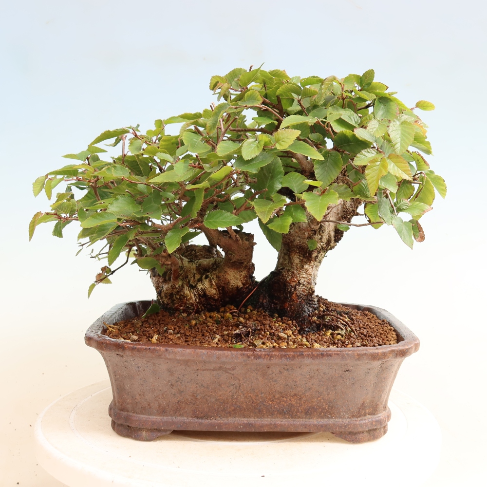 Venkovní bonsai -Carpinus CARPINOIDES - Habr korejský