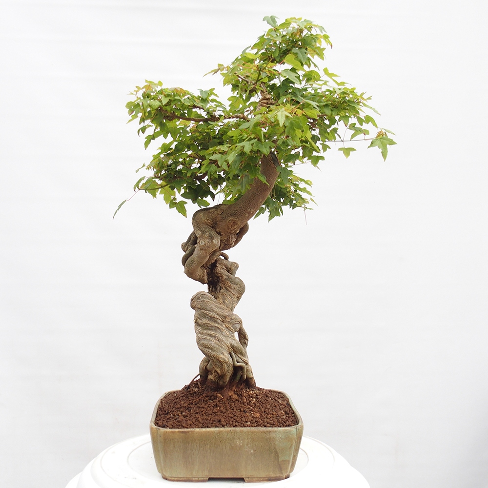 Venkovní bonsai - Acer Buergerianum - Javor Burgerův