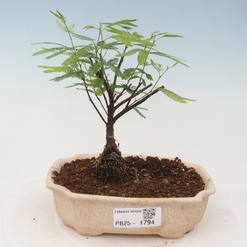 Pokojová bonsai-Calliandra surinamensis Dixie Pink - Kaliandra Suriámská