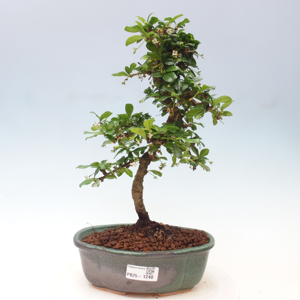 Pokojová bonsai - Carmona macrophylla - Čaj fuki
