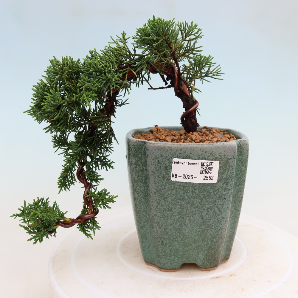 Venkovní bonsai - Juniperus chinensis Kishu -Jalovec čínský