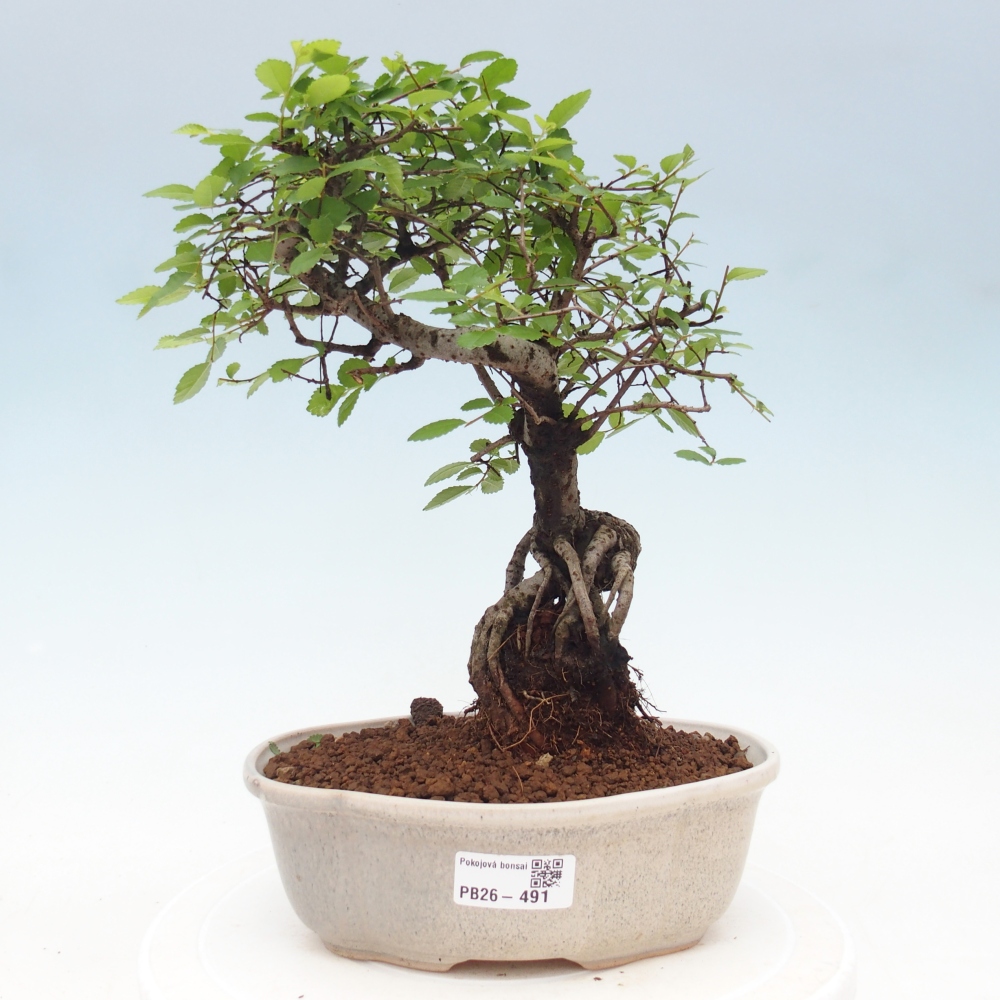 Pokojová bonsai - Ulmus parvifolia - Malolistý jilm