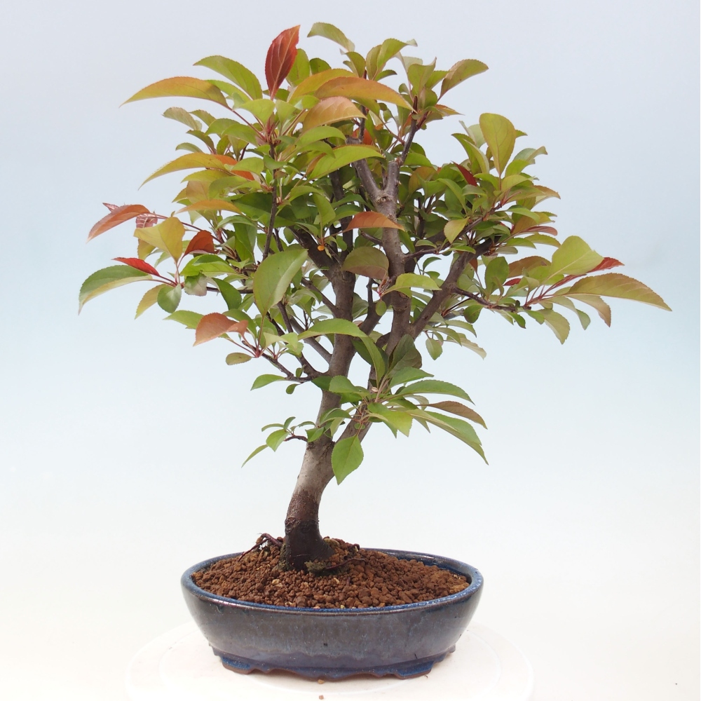 Venkovní bonsai -Malus domestica - Maloplodá jabloň červenolistá