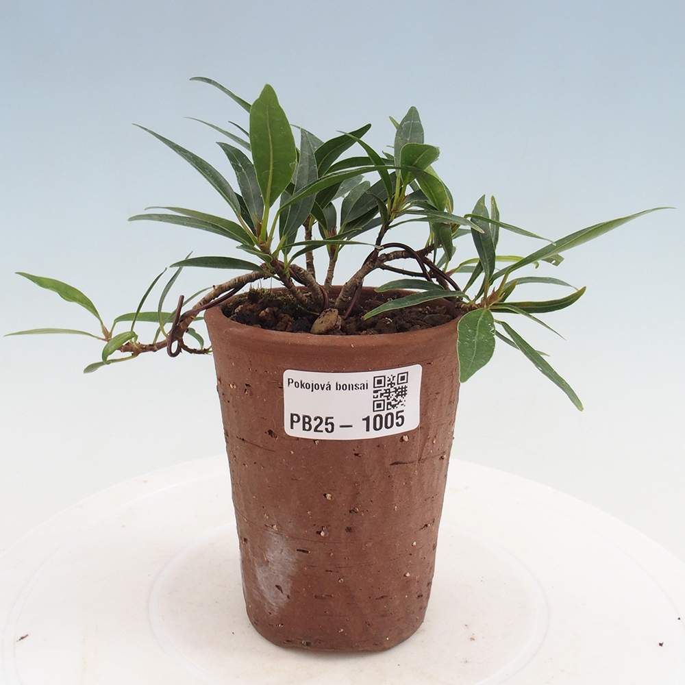 Pokojová bonsai - Ficus nerifolia -  malolistý fíkus