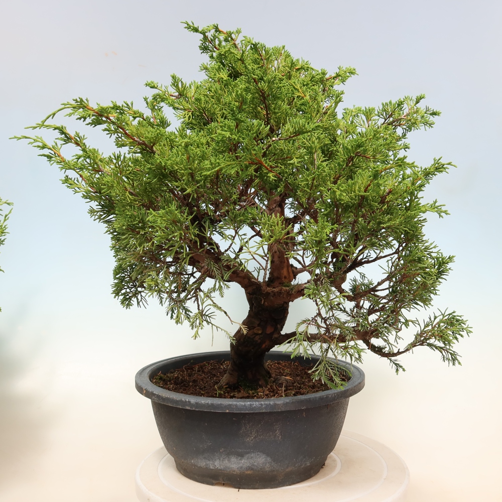 Venkovní bonsai - Juniperus chinensis Itoigawa-Jalovec čínský