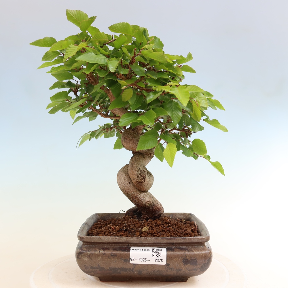 Venkovní bonsai -Carpinus coreana - Habr korejský