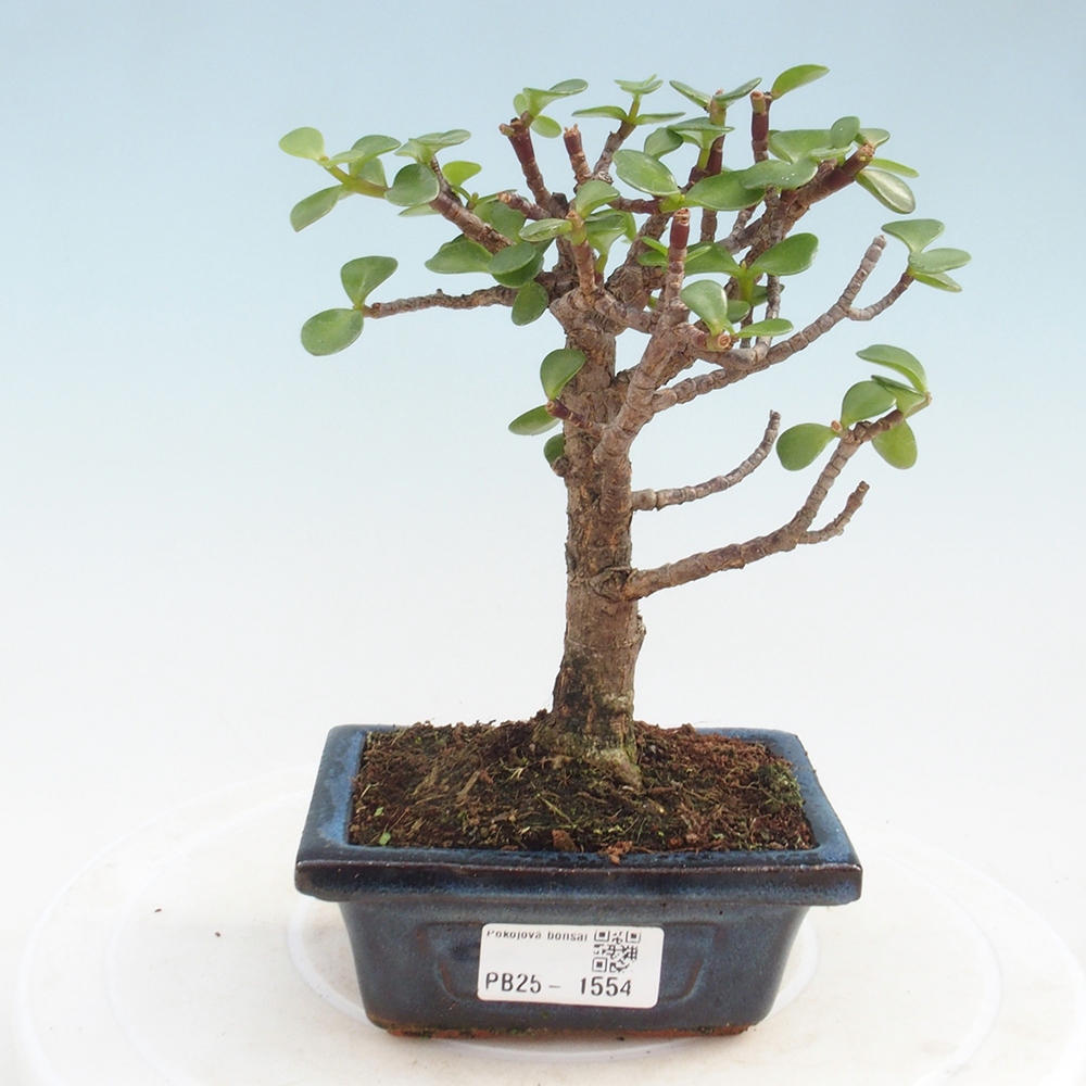 Pokojová bonsai - Portulakaria Afra - Tlustice