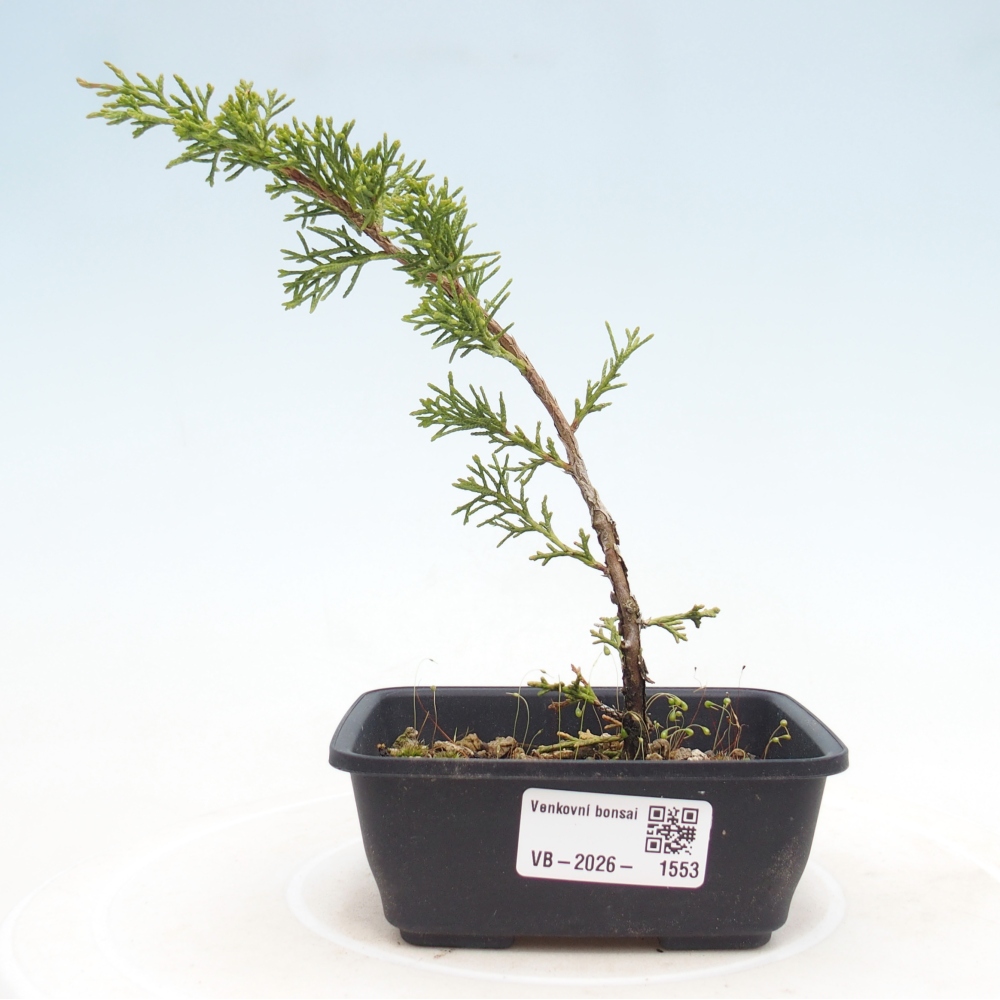 Venkovní bonsai - Juniperus chinensis Itoigawa -Jalovec čínský