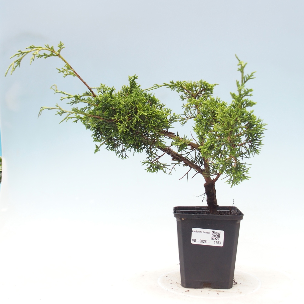 Venkovní bonsai - Juniperus chinensis Itoigawa -Jalovec čínský