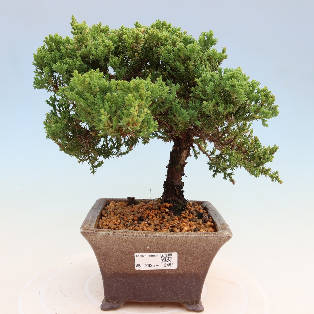 Venkovní bonsai - Juniperus procumbens - Jalovec polehavý