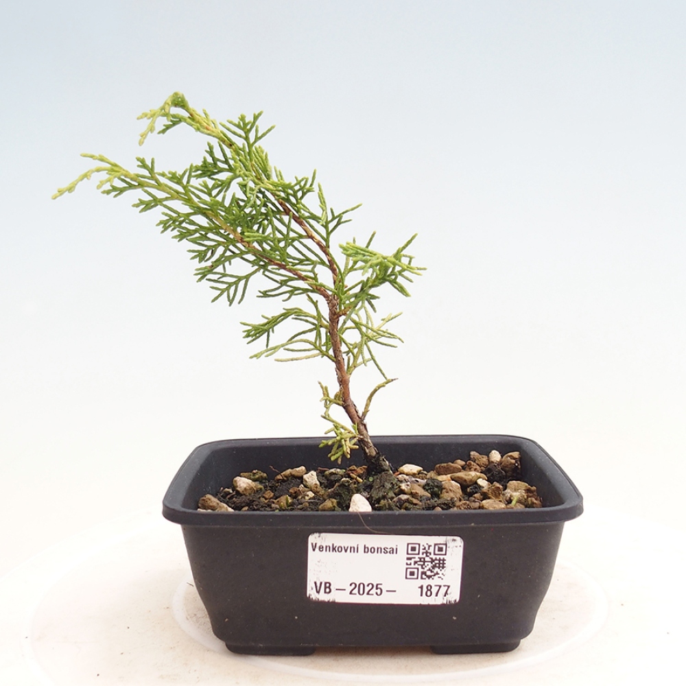 Venkovní bonsai - Juniperus chinensis Itoigawa -Jalovec čínský