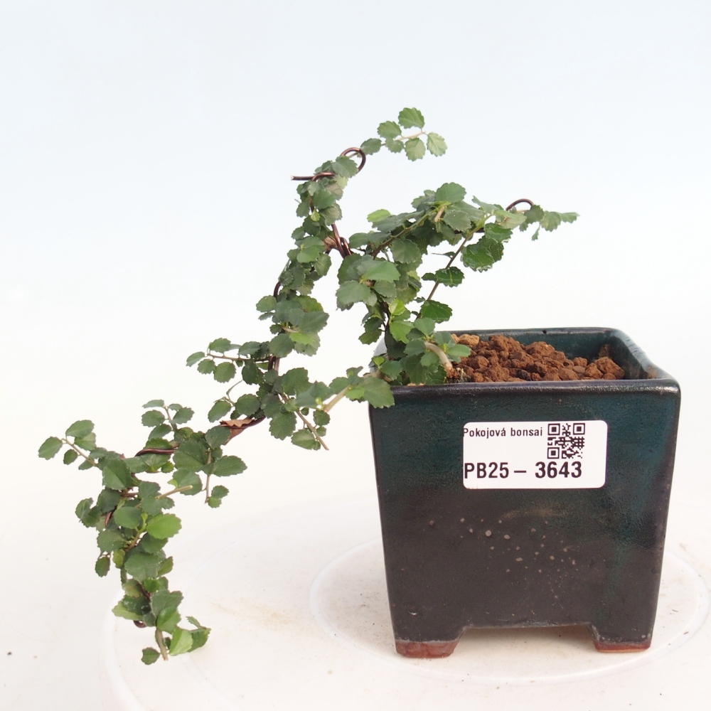 Pokojová bonsai - Grewia sp. - Grewie malolistá