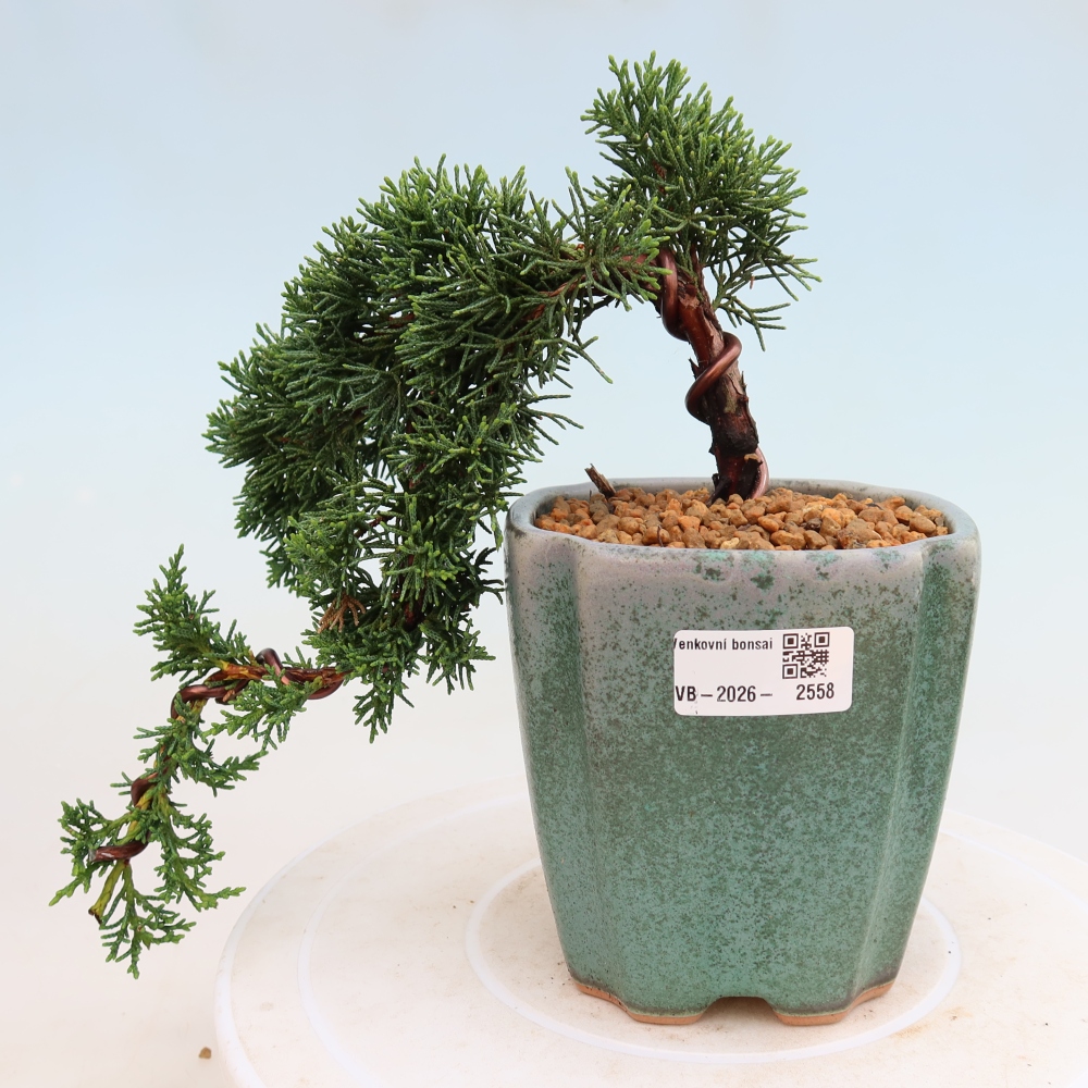 Venkovní bonsai - Juniperus chinensis Kishu -Jalovec čínský