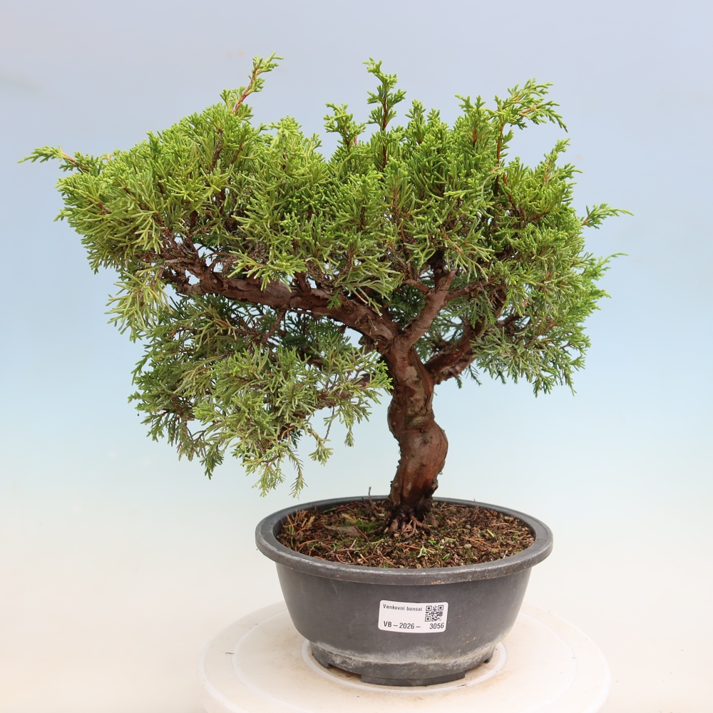 Venkovní bonsai - Juniperus chinensis Itoigawa-Jalovec čínský