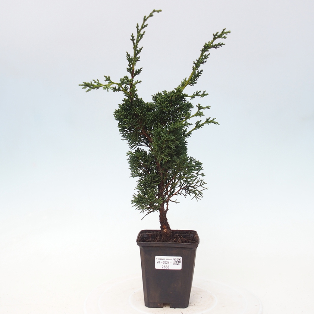 Venkovní bonsai - Juniperus chinensis Kishu -Jalovec čínský