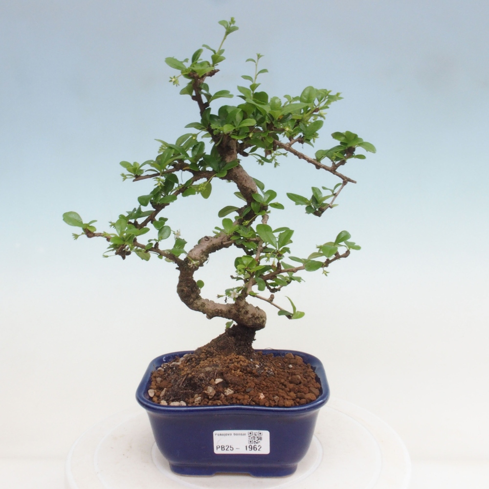 Pokojová bonsai - Carmona macrophylla - Čaj fuki