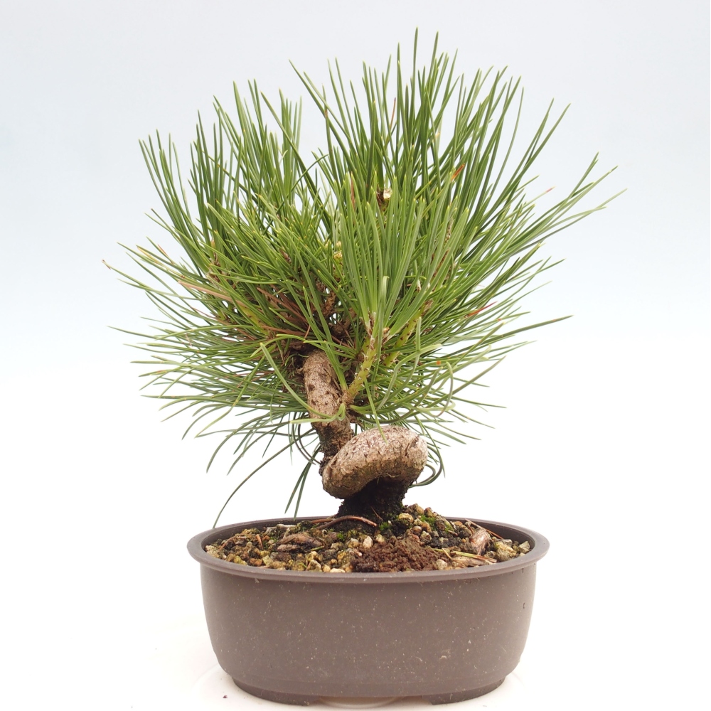 Venkovní bonsai - Pinus thunbergii - Borovice thunbergova