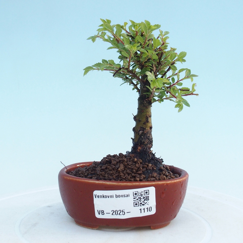 Venkovní bonsai - Ulmus parvifolia Sagei - Malolistý jilm