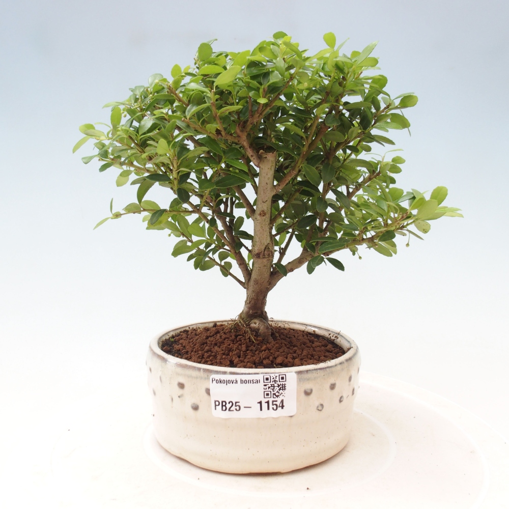 Pokojová bonsai - Ilex crenata - Cesmína