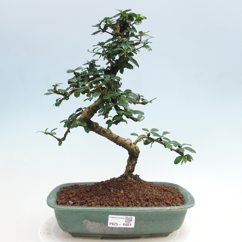 Pokojová bonsai - Carmona macrophylla - Čaj fuki