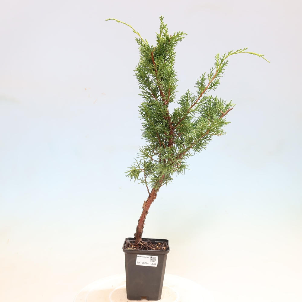 Venkovní bonsai - Juniperus chinensis Kishu -Jalovec čínský