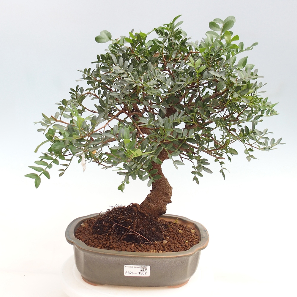 Pokojová bonsai -  Pistácie