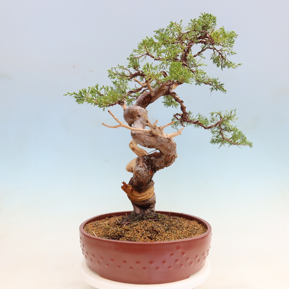 Venkovní bonsai - Juniperus chinensis Itoigawa-Jalovec čínský
