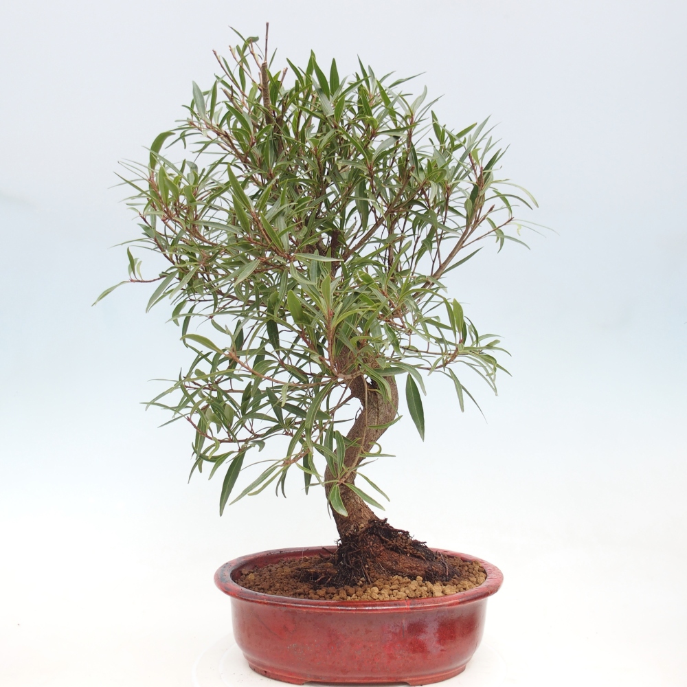 Pokojová bonsai - Ficus nerifolia -  malolistý fíkus