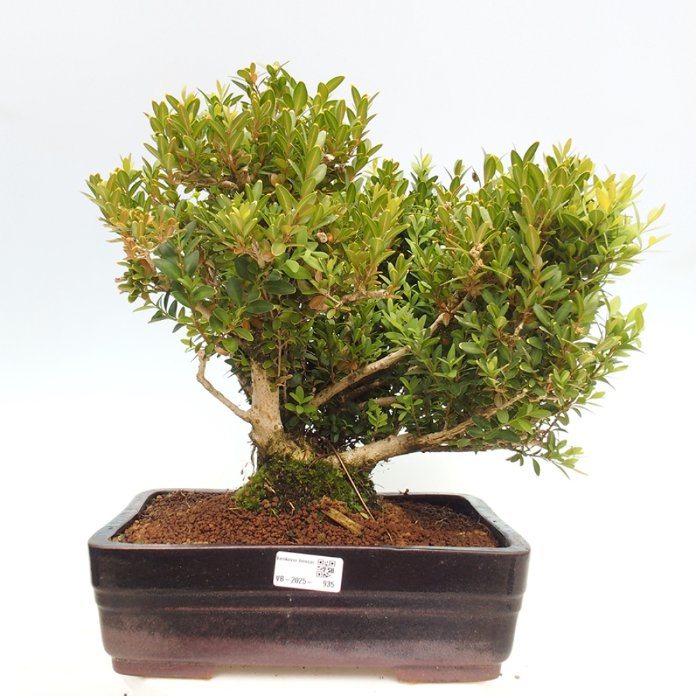 Venkovní bonsai - Buxus sempervirens - zimostráz
