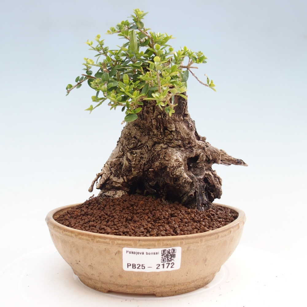 Pokojová bonsai - Olea europaea sylvestris -Oliva evropská drobnolistá